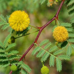 Health Benefits of Acacia (Babul) Tree Bark, Flowers, Leaves and Gum ...