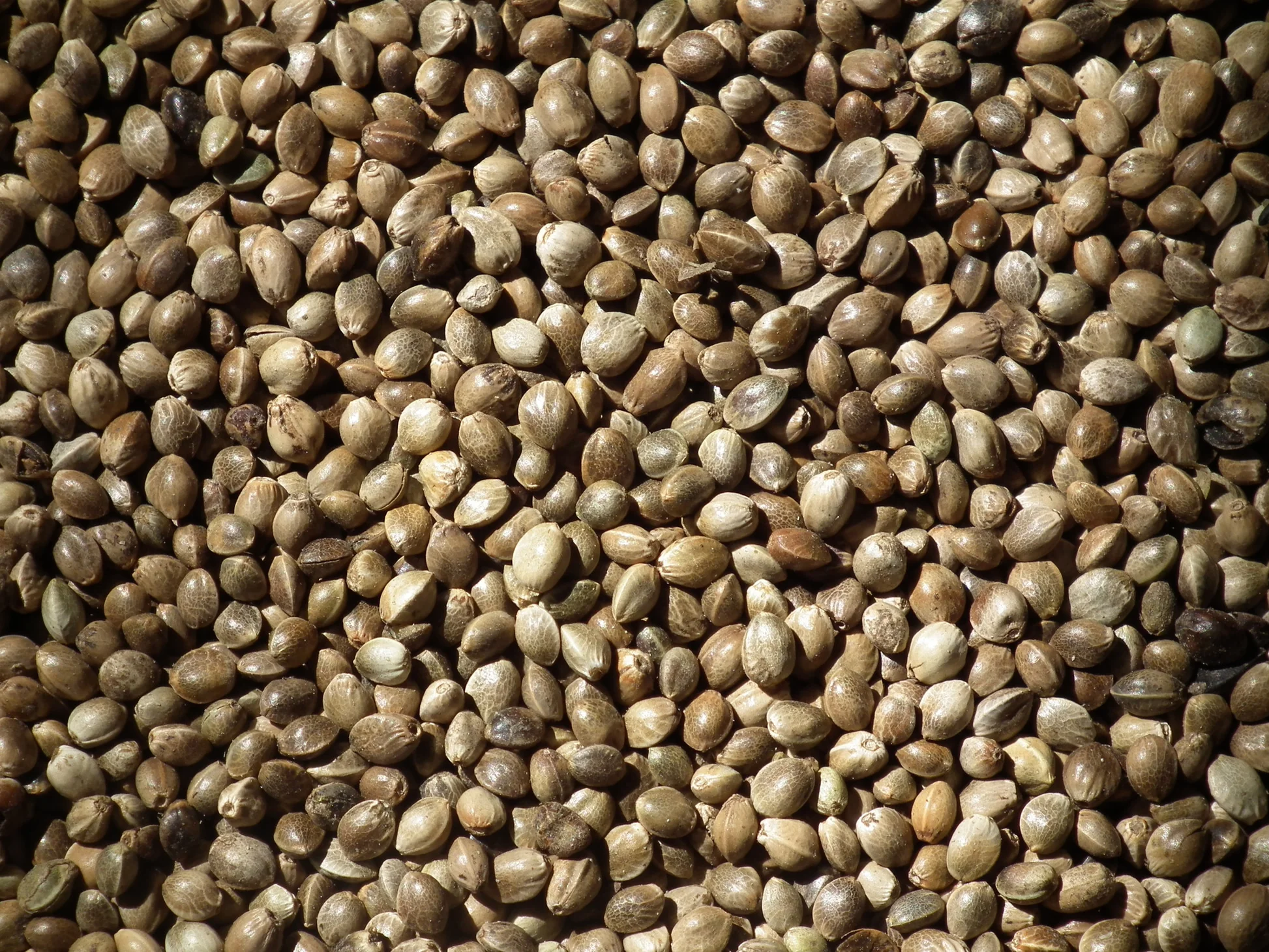 Hemp Seeds