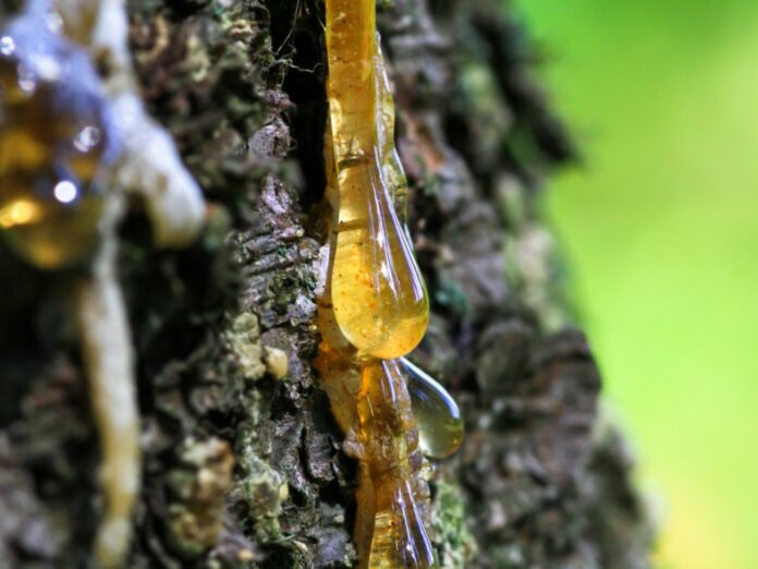 GUM ROSIN BENIFIFITS,SIDE EFFECTS AND THEIR USES