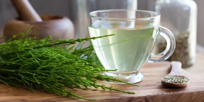 HORSETAILBENEFITS,SIDE EFFECTS AND THEIR USES