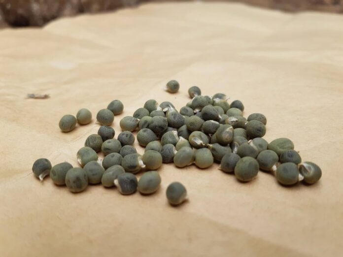 OKRA SEEDS BENEFITS,SIDE EFFECTS AND THEIR USES