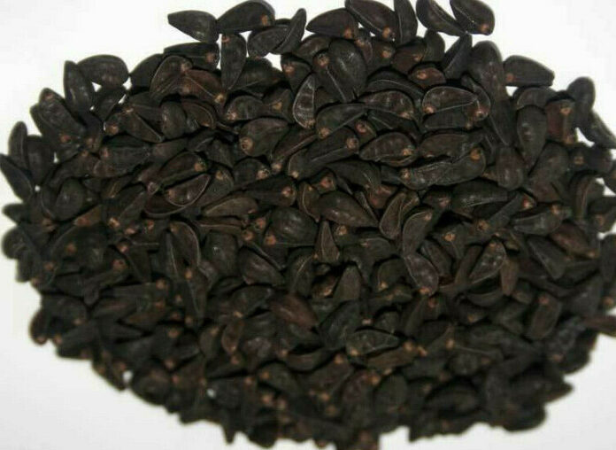 Japanese morning glory seeds Benefits,Side effects And their Uses