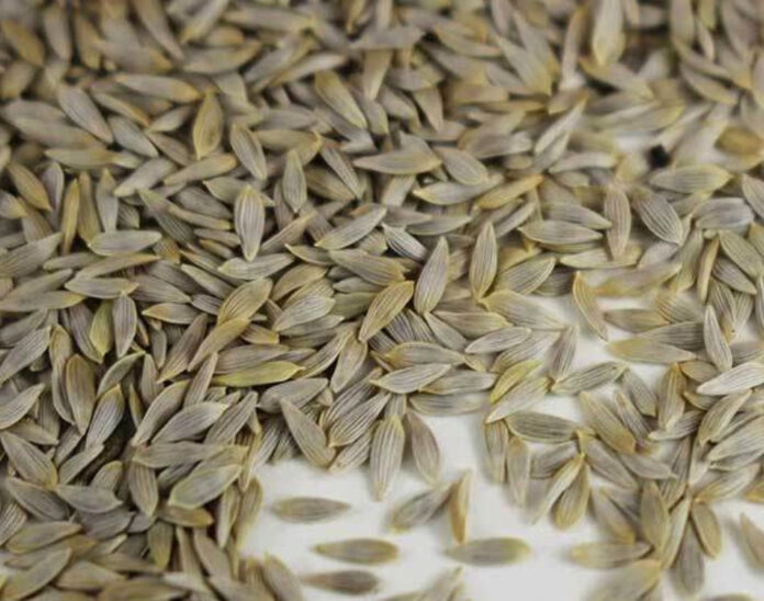 LETTUCE SEEDS BENEFITS,SIDE EFFECTS AND THEIR USES