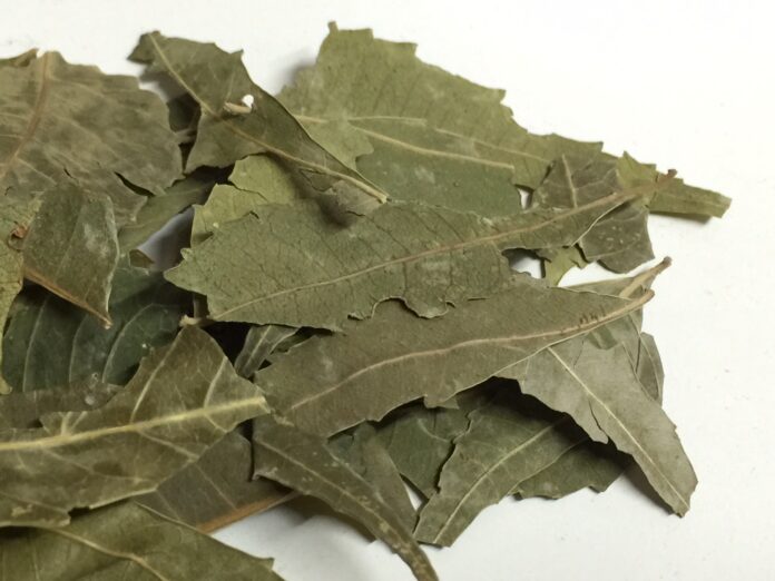 NEEM LEAVES BENEFITS,SIDE EFFECTS AND THEIR USES
