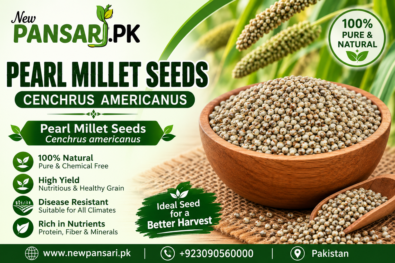 Pearl Millet seeds Cenchrus americanus 100% Pure