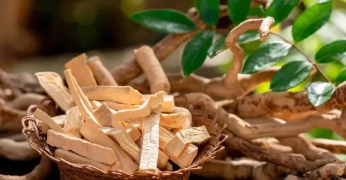 TONGKAT ALI BENEFITS,SIDE EFFECTS AND THEIR USES