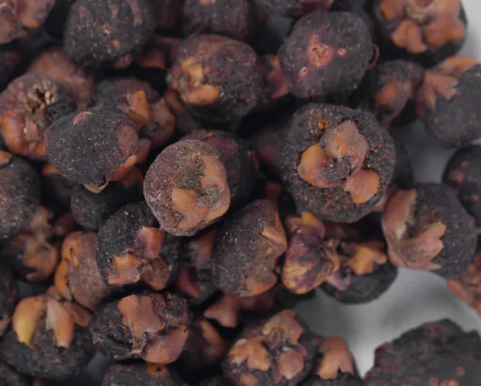 PEEPAL FRUIT BENEFITS,SIDE EFFECTS AND THEIR USES