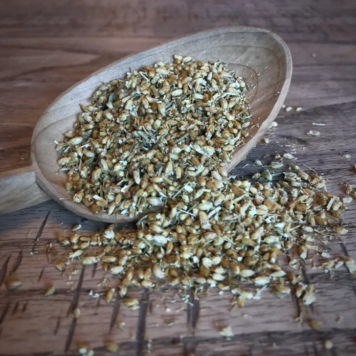 YARROW SEEDS BENEFITS,SIDE EFFECTS AND THEIR USES