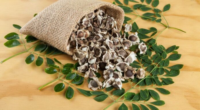 MORINGA SEEDS BENEFITS,SIDE EFFECTS AND HOW TO USE