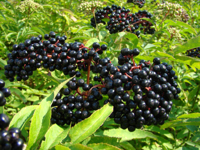 American Elderberry: Benefits, Side Effects, and How to Use It Safely