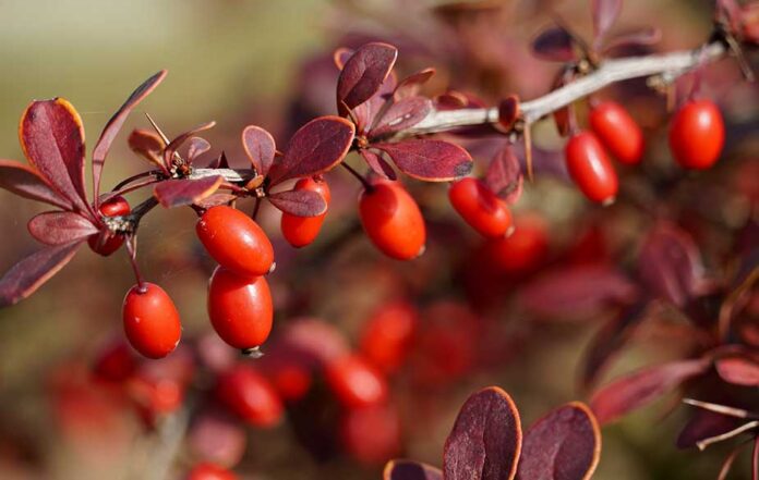 BARBERRIES TYPES,BENEFITS AND HOW TO USE