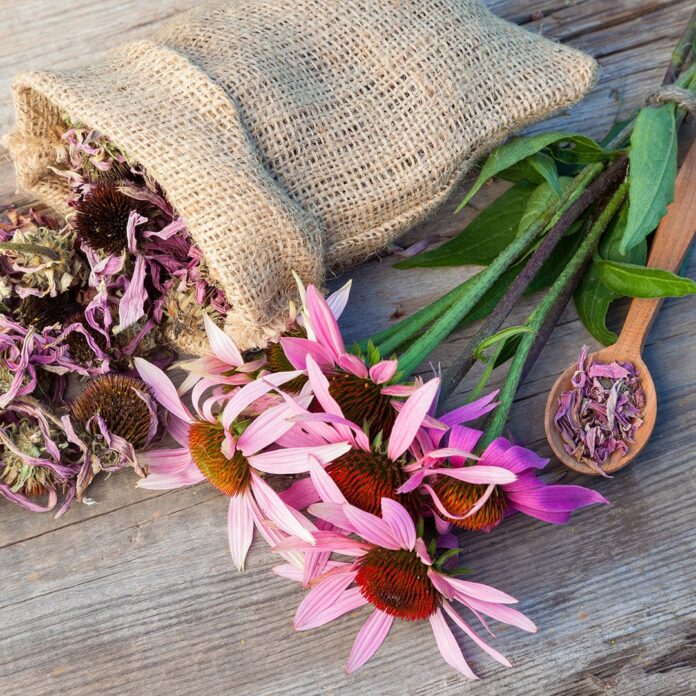 CONE FLOWER BENEFITS,SIDE EFFECTS AND THEIR USE