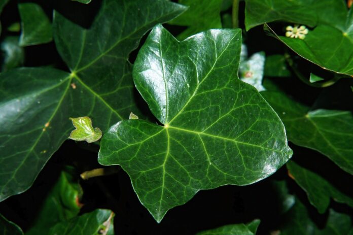 IVY LEAF BENEFITS AND HOW TO USE
