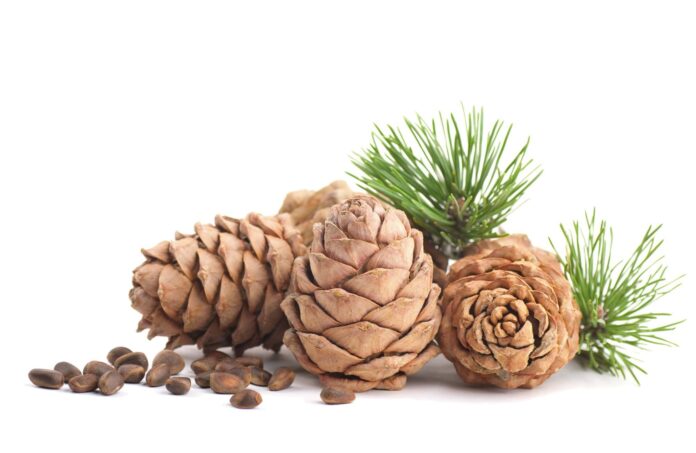 دیودار کے فوائد اور استعمال کا طریقہ
