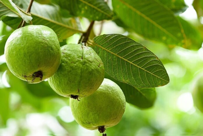 امرود کے فوائد، مضر اثرات اور استعمالات