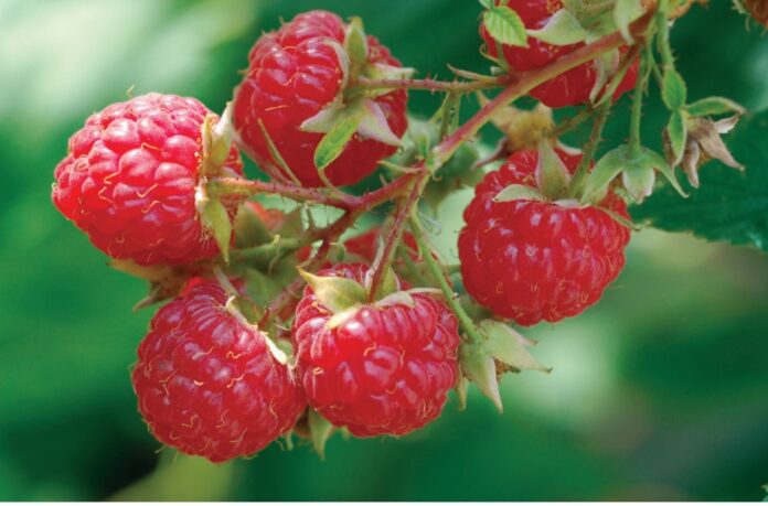 رسبیری کےفوائد،مضر اثرات اور استعمال کے طریقے