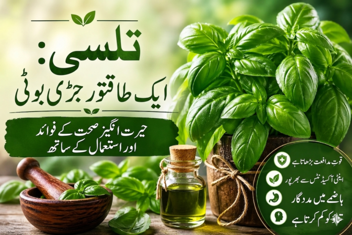 تلسی: ایک طاقتور جڑی بوٹی جس کے حیرت انگیز صحت کے فوائد اور استعمالات